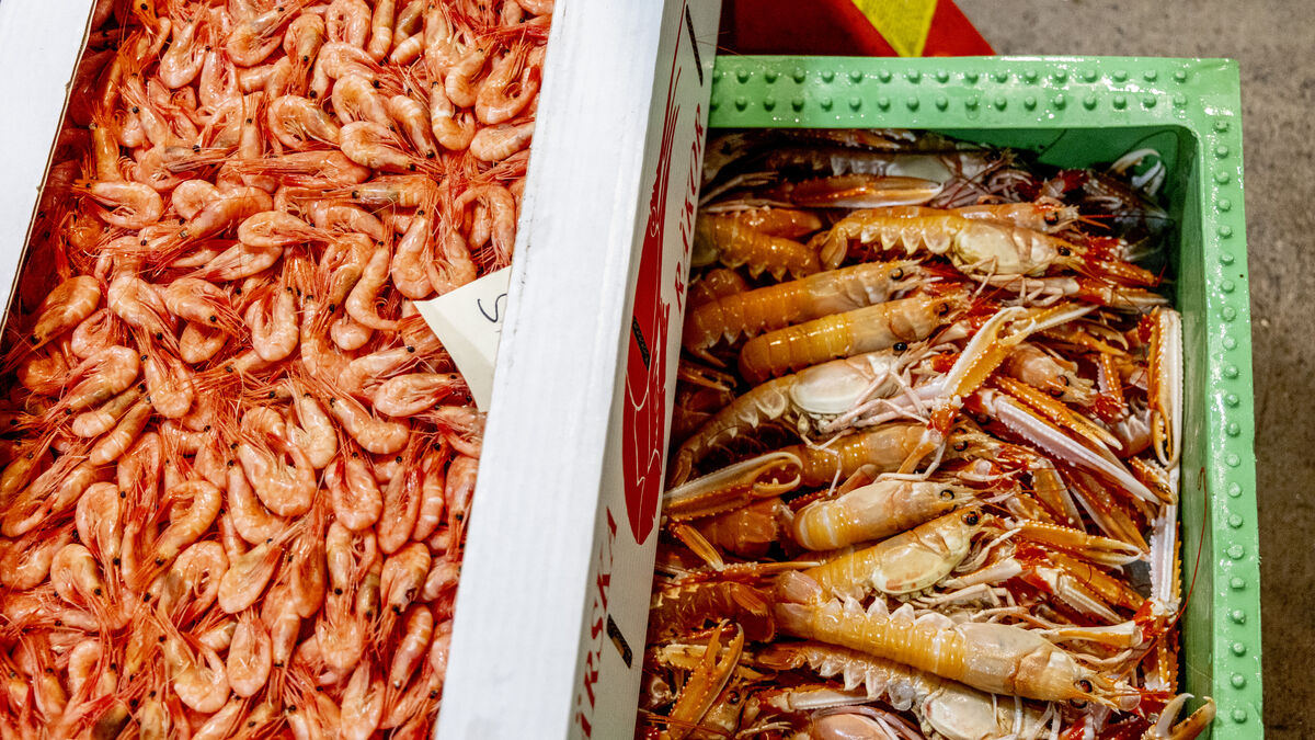 After Storm Dave, shrimp shortage