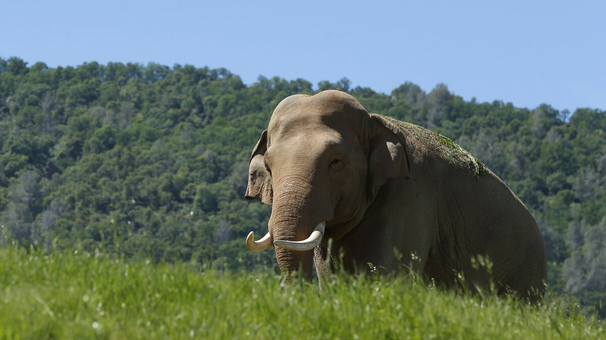 Elephant went berserk - 20