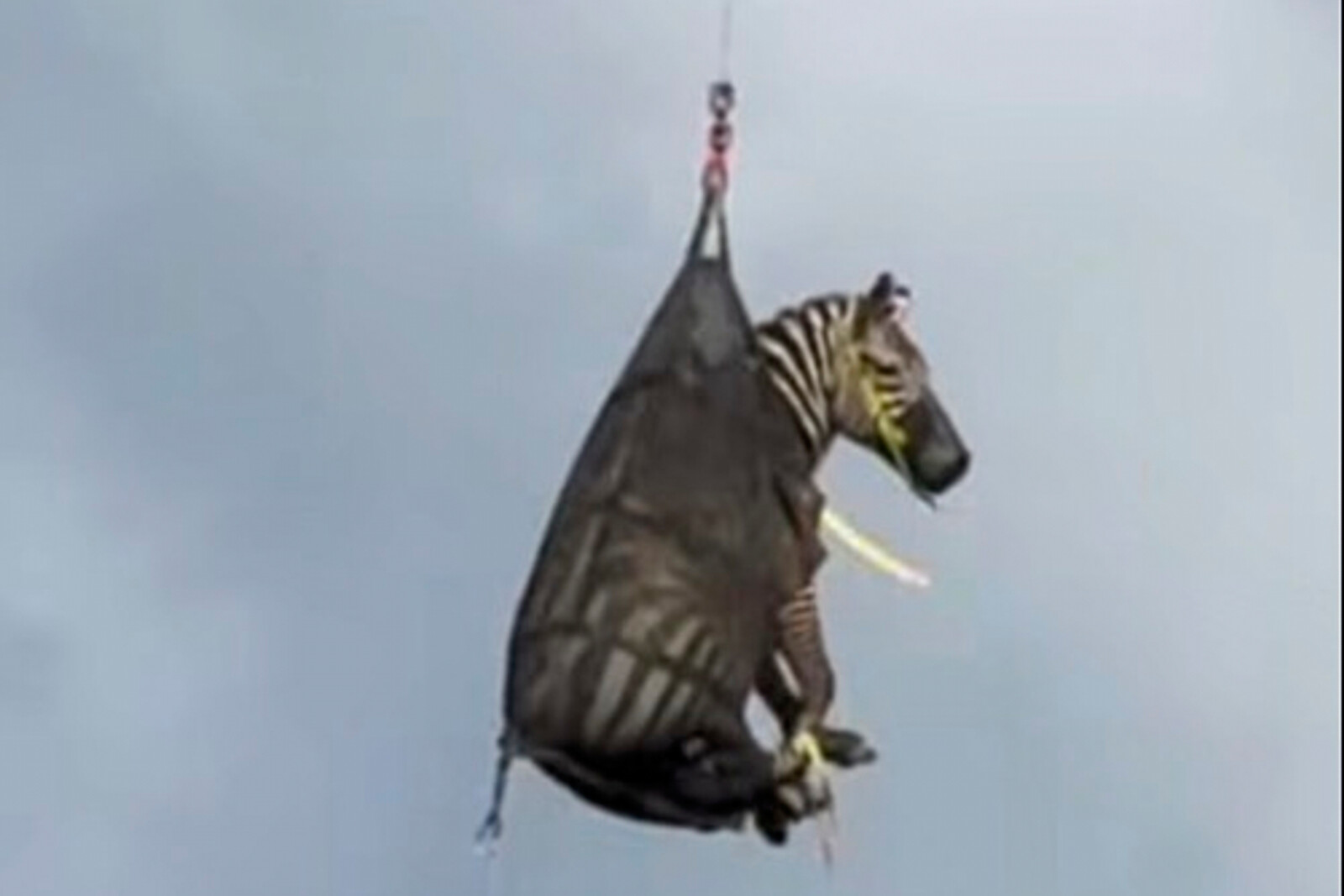 Zebra Escapes in Tennessee, Captured