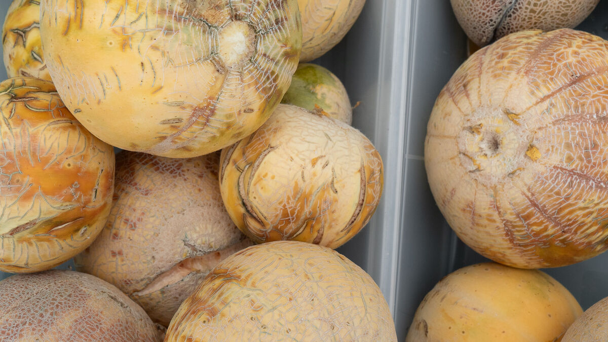 Nordic melon varieties get a new chance in Sweden as growers look for sweeter local harvests