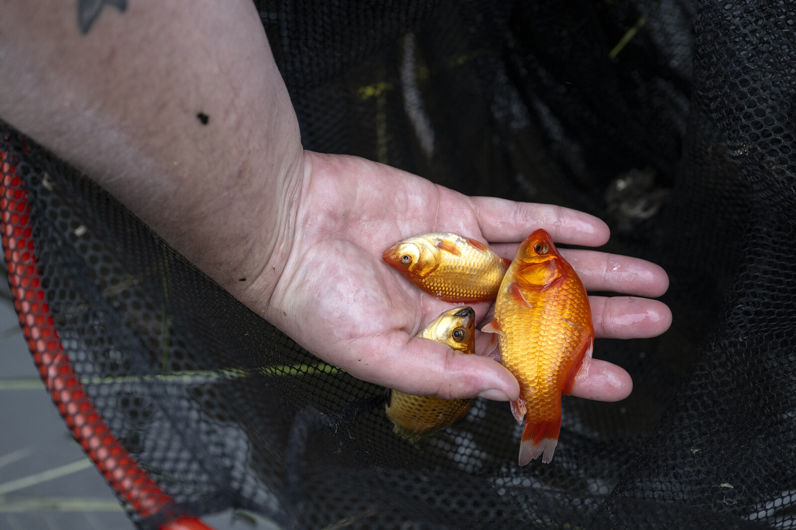Goldfish Threaten Native Fish in Swedish Waters