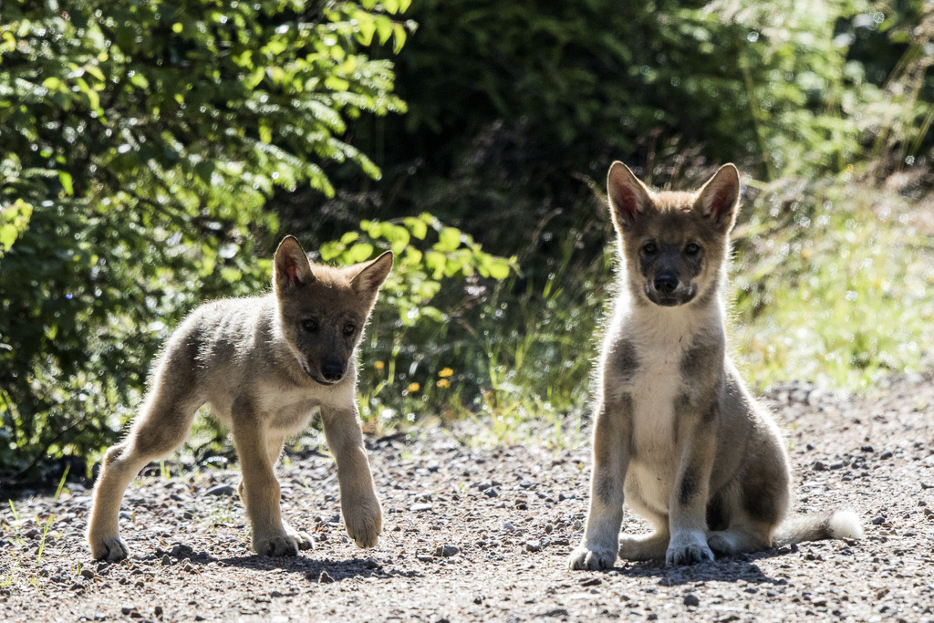 Halland May Get New Wolf Territories Next Year