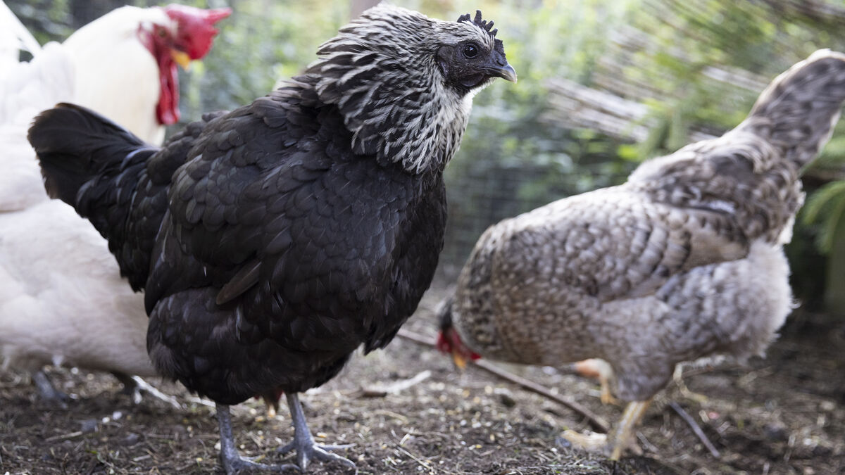Over 1,000 chickens fall onto E20 between Skara and Götene after a lot of chasing