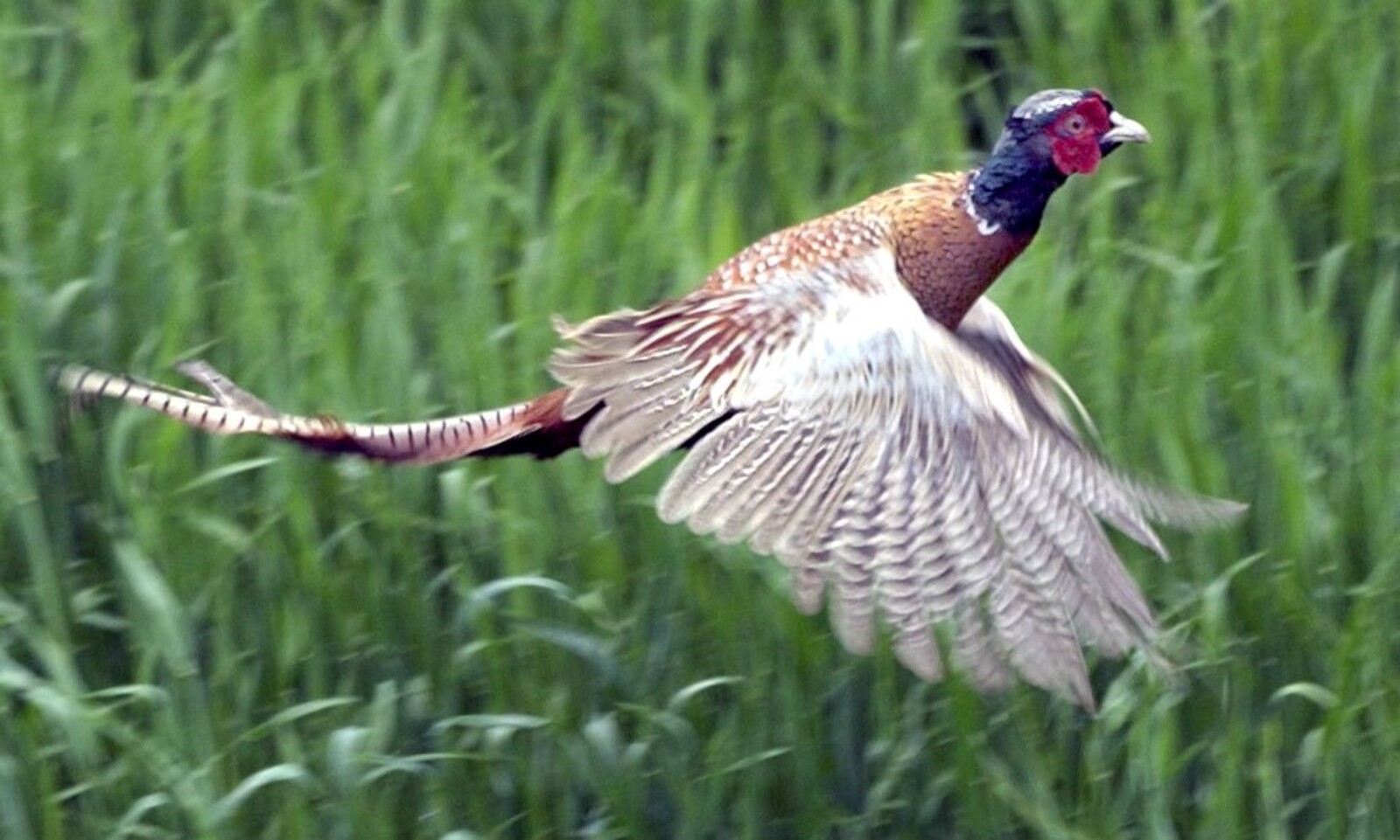 Bird Flu on Pheasant Farm