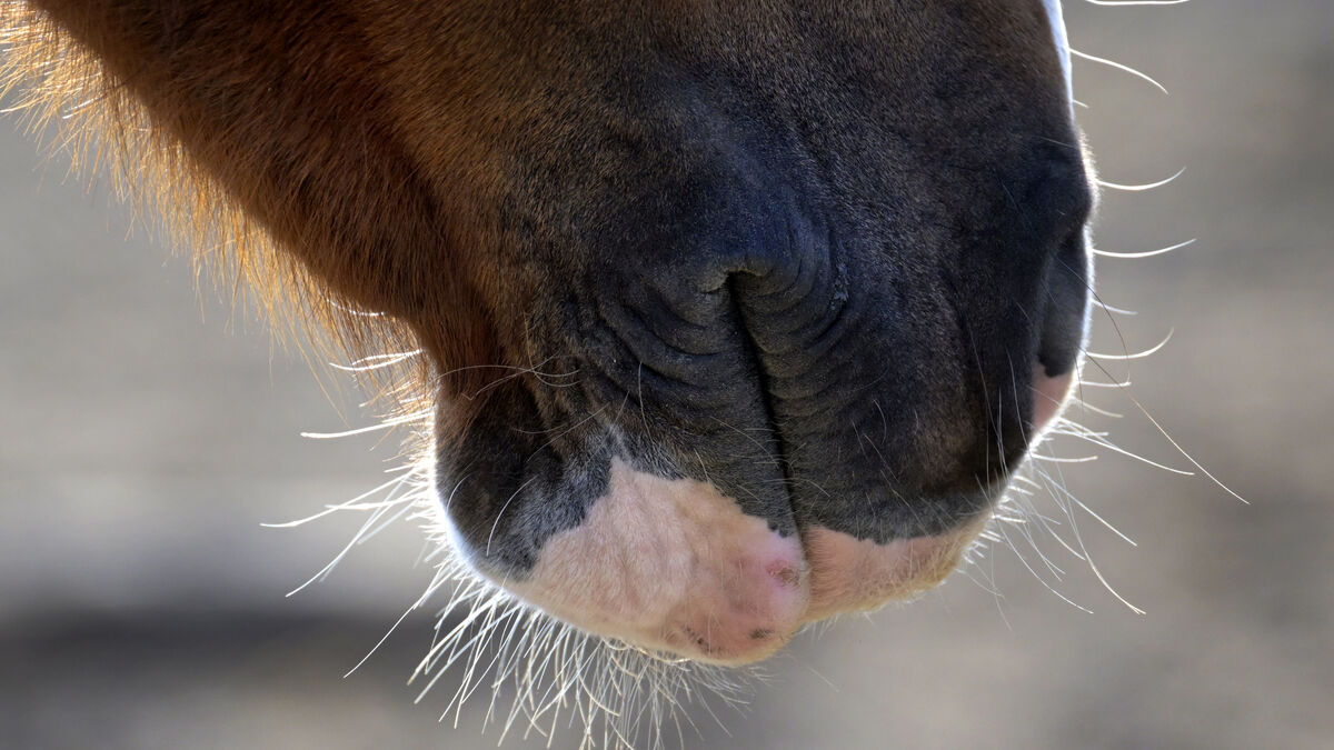 Horse hit by car dies in Olofström