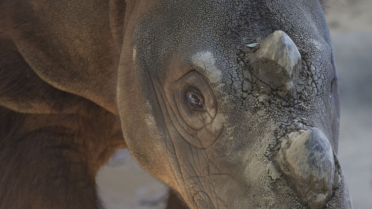 Indonesia wants to save rhinos