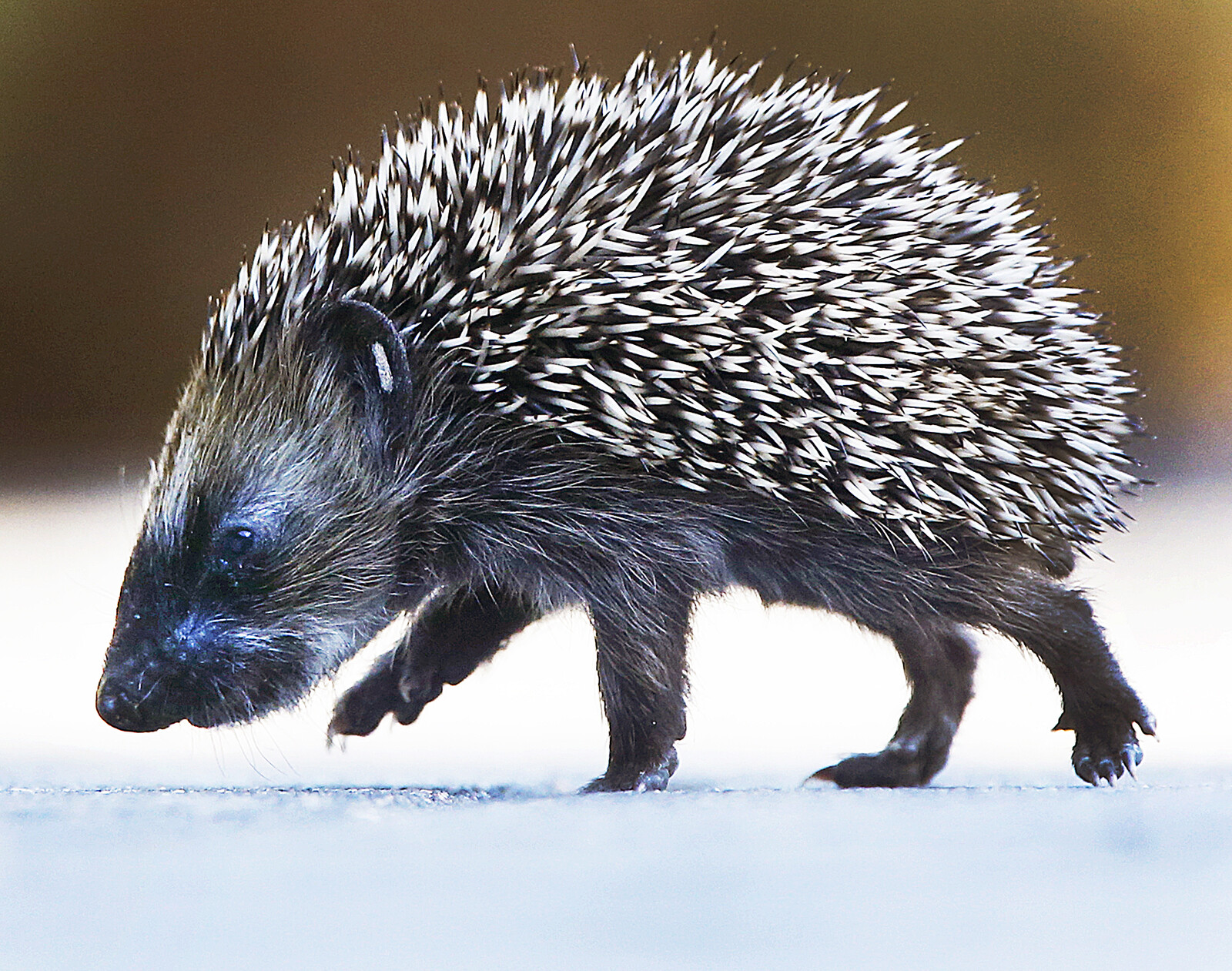 Hedgehogs Reveal High Lead and Pollutant Levels in Swedish Study