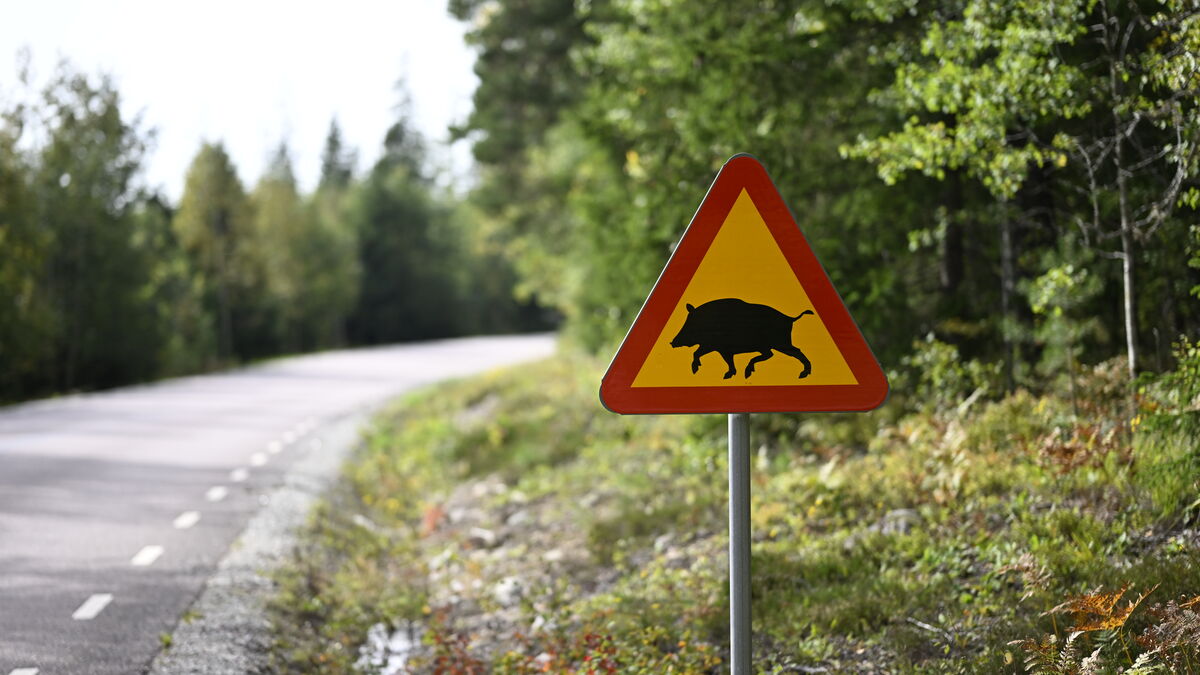 African swine fever found in