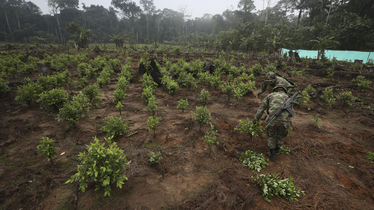 Rival leftist guerrillas kill at