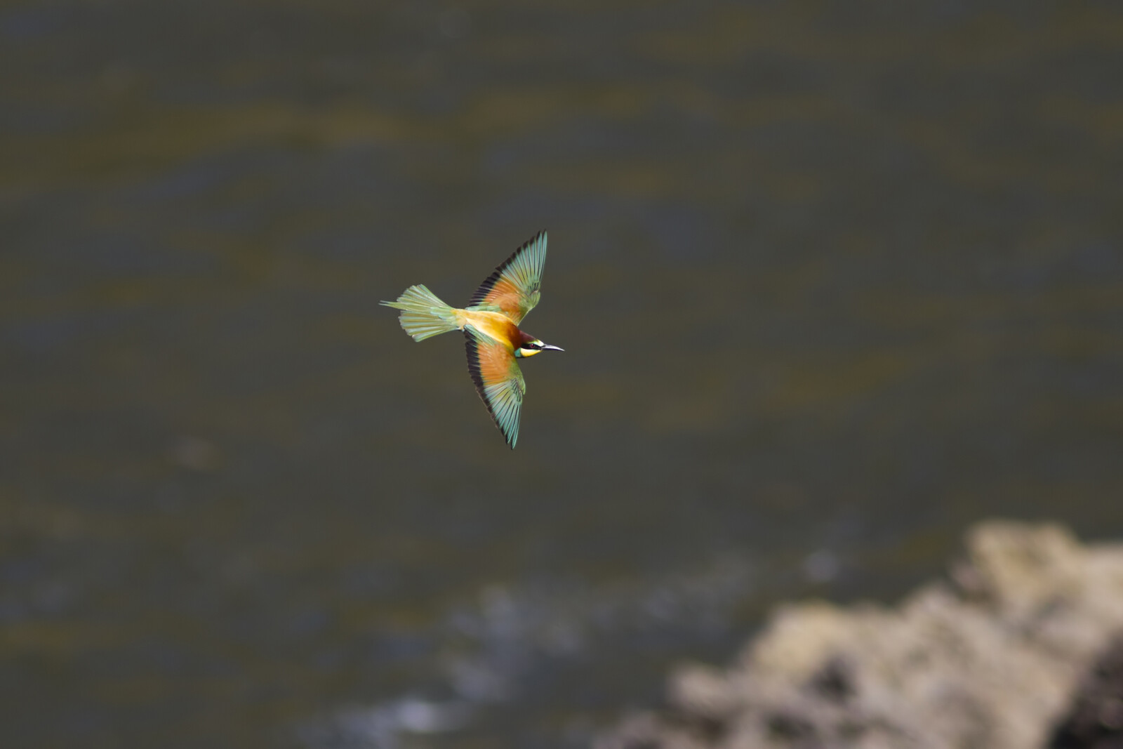 Colorful Bee-Eater Among New Bird Species in Sweden