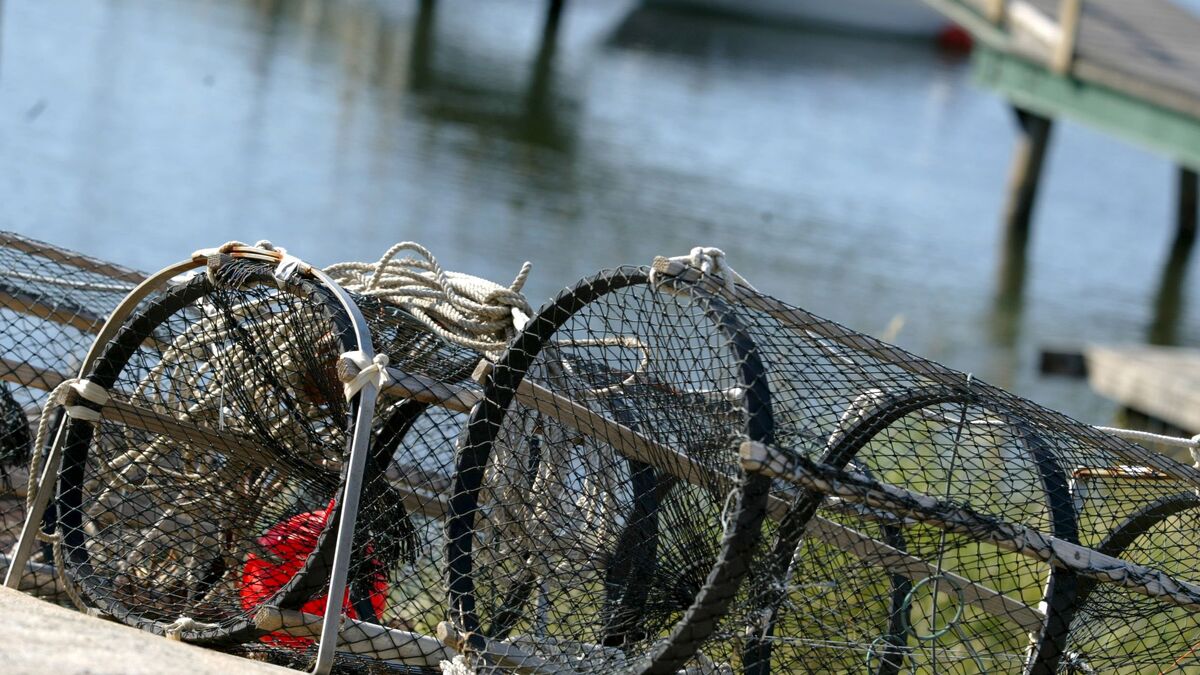 Worrying crayfish findings - bathers and boat owners urged to wash equipment