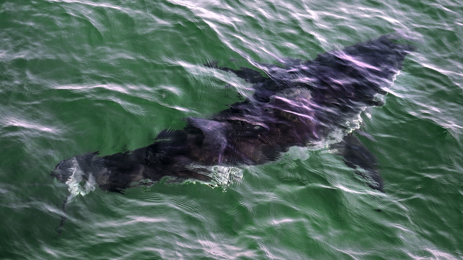 Unusually many shark attacks: 17-year-old