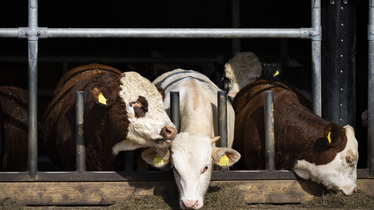 Beef shortage in Sweden - cows are being slaughtered at slaughterhouses