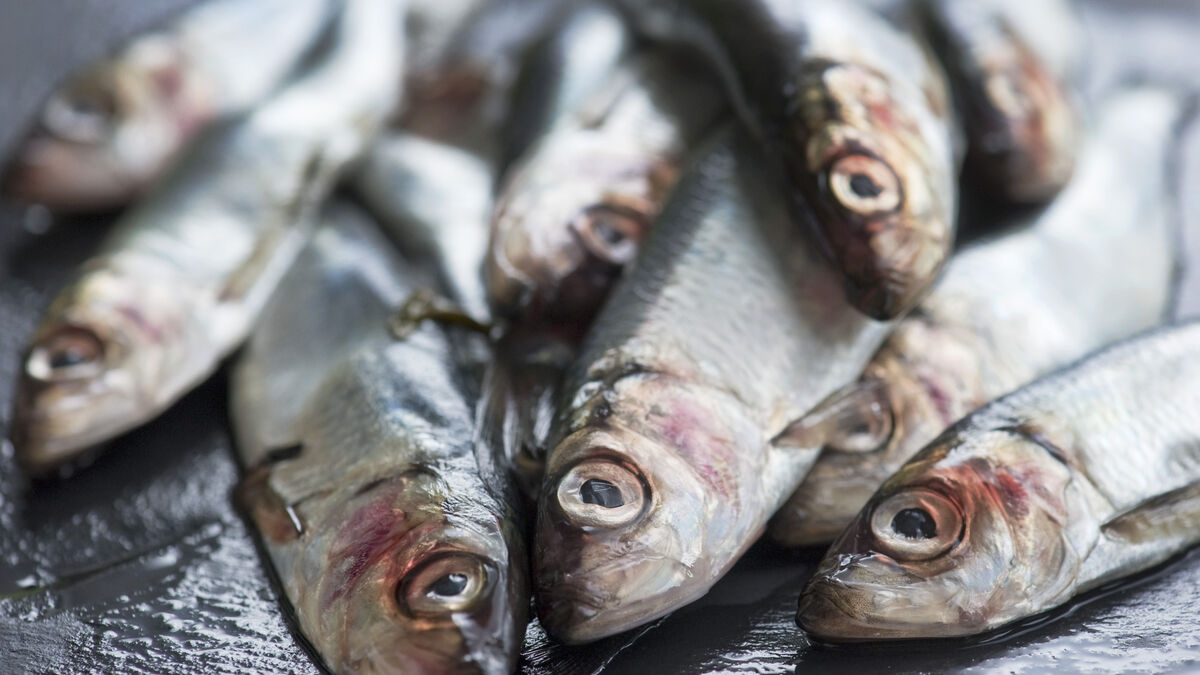 EU raises Baltic herring quotas