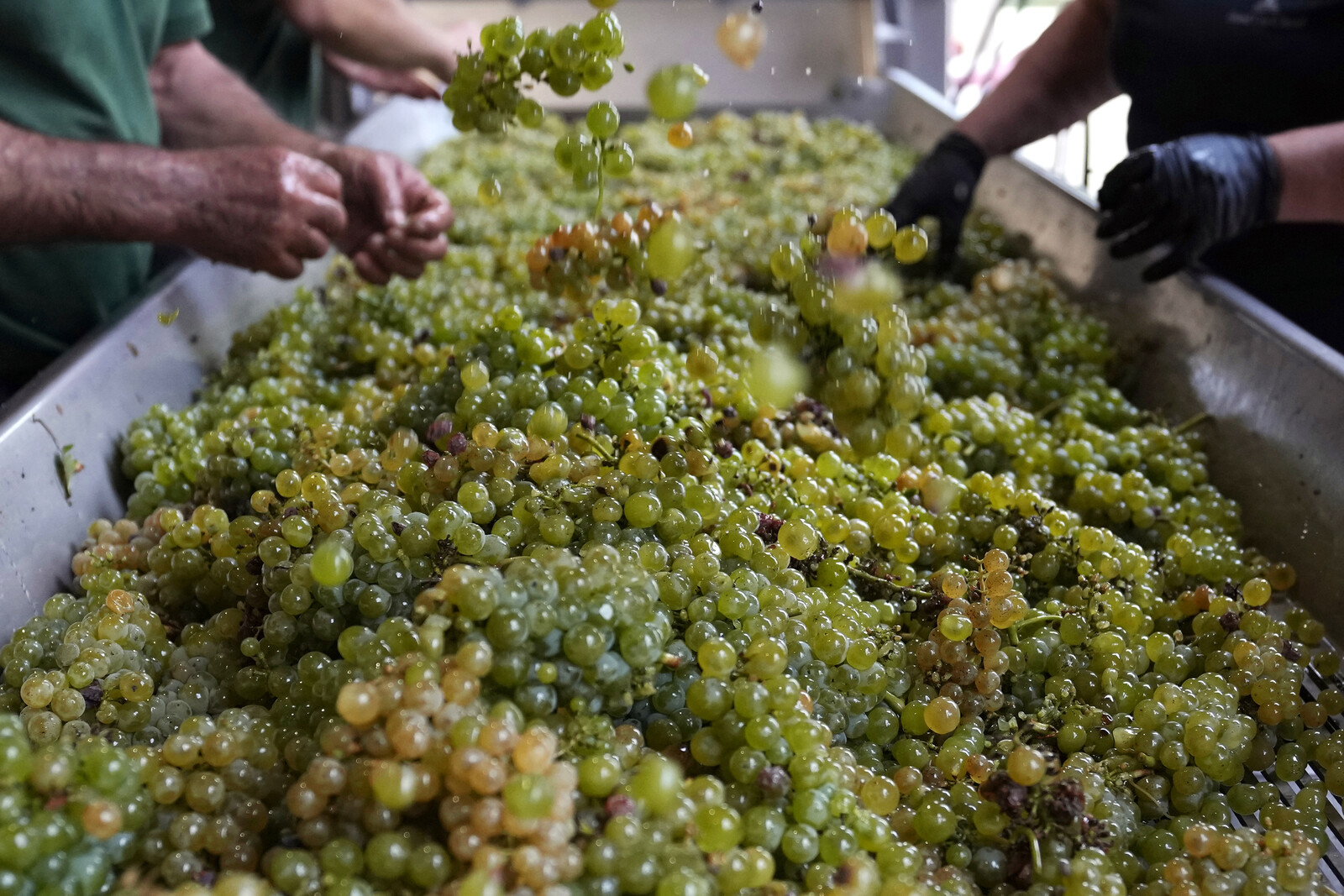 Worst grape harvest in a long time
