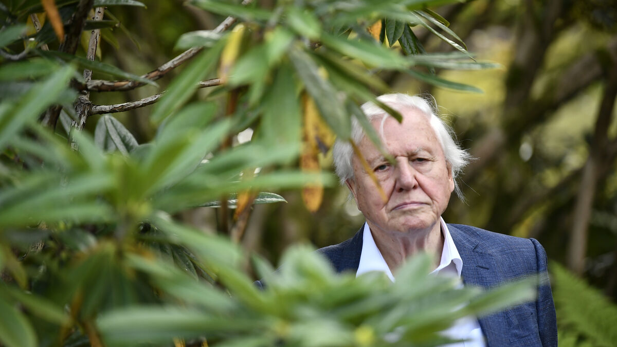 Attenborough gets 100th birthday present