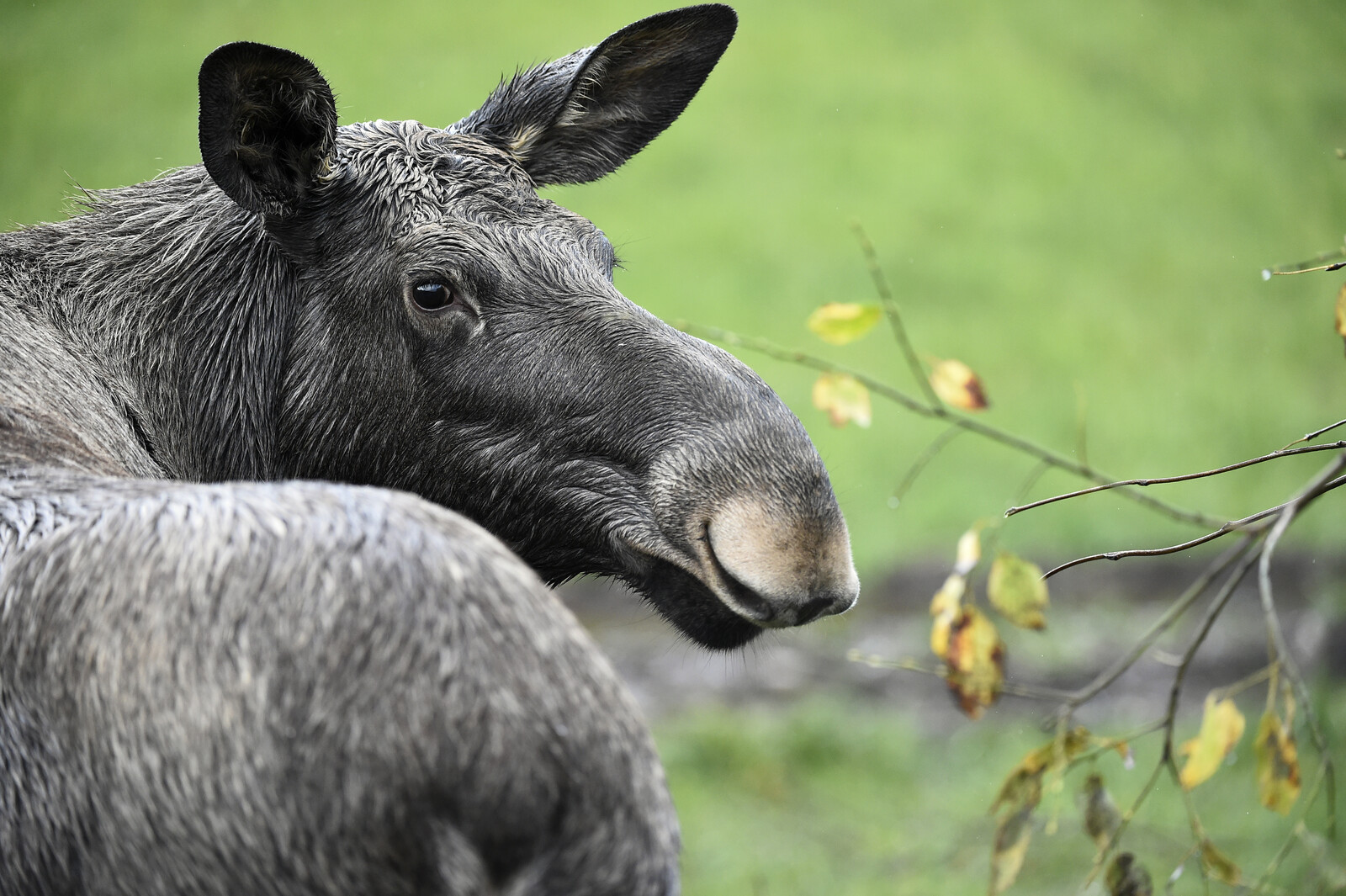 Sweden's Moose Population Rises After Years of Decline, SLU Reports