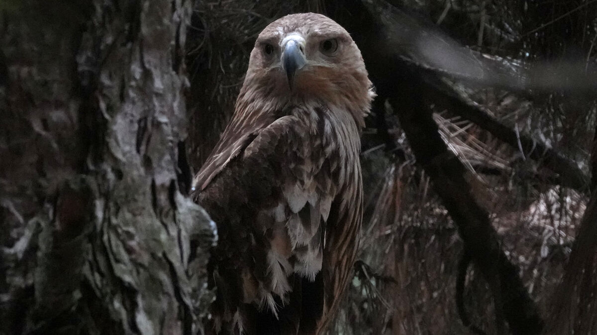 Rescued imperial eagle Feliks returns