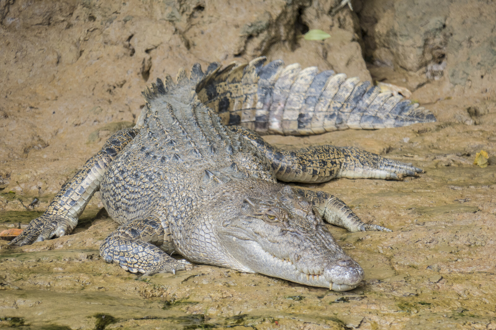 The "Crocodile Dundee" Crocodile is Dead