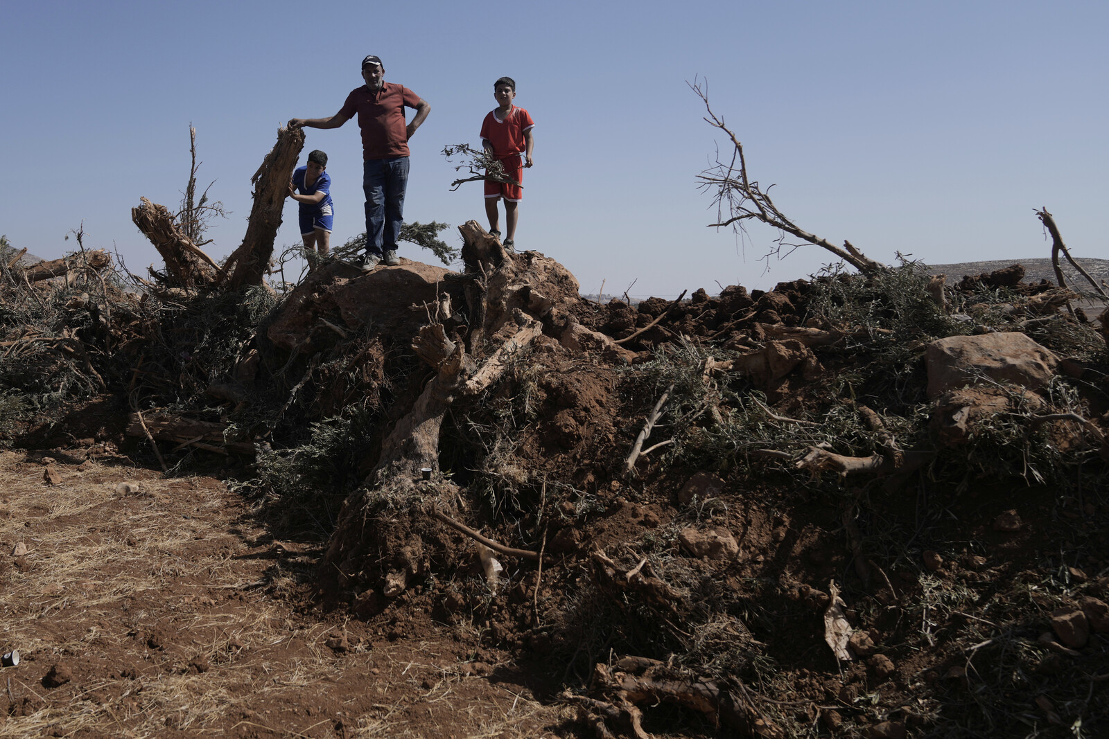 Israel Uproots Thousands of Olive