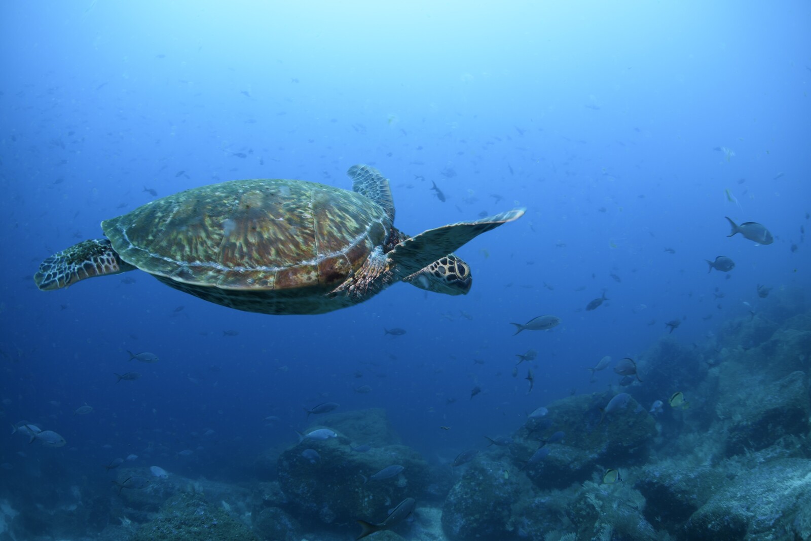Study Reveals Key Gathering Spots for Large Marine Animals