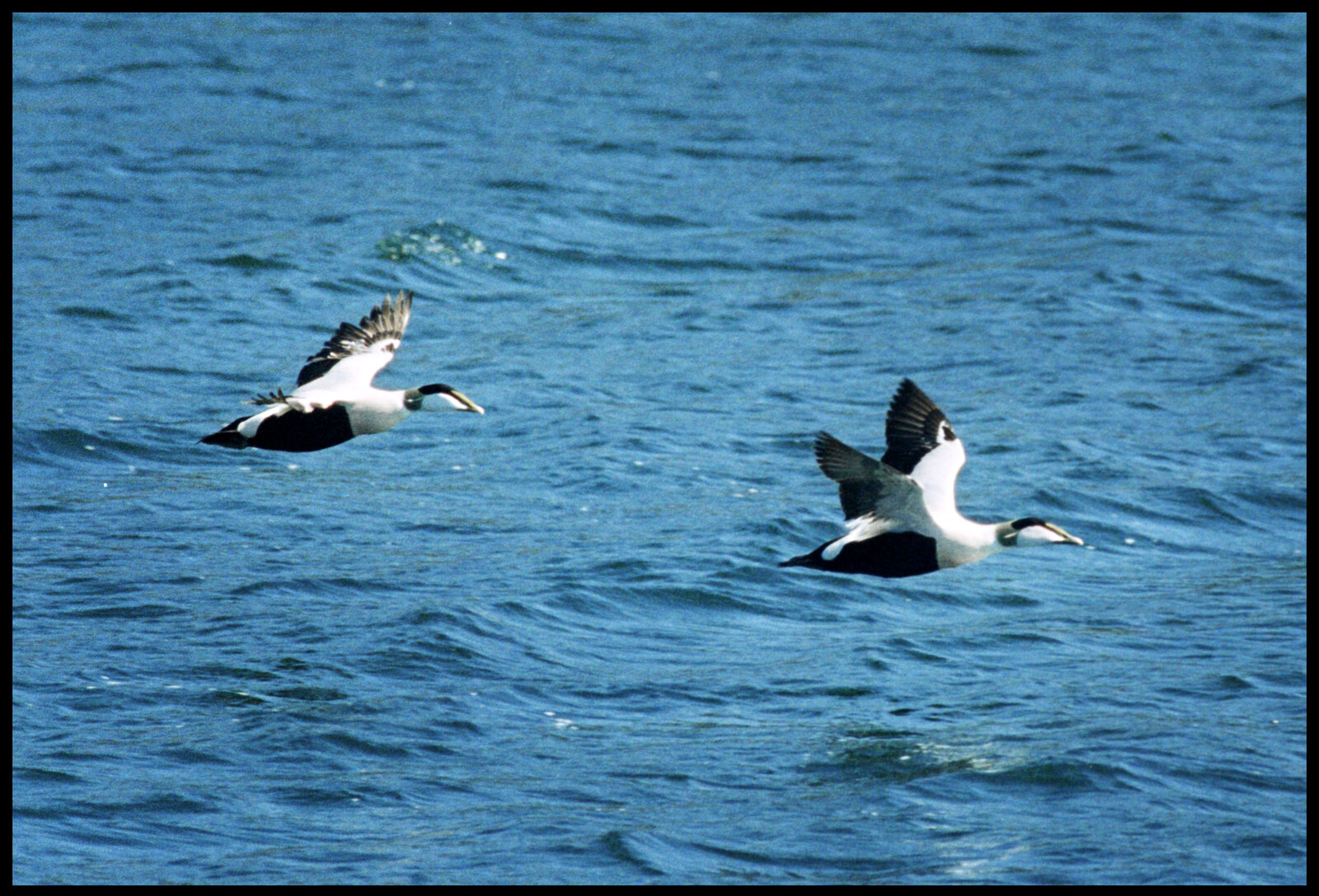 Eider Population Sees Largest Growth in 40 Years on Sweden's West Coast