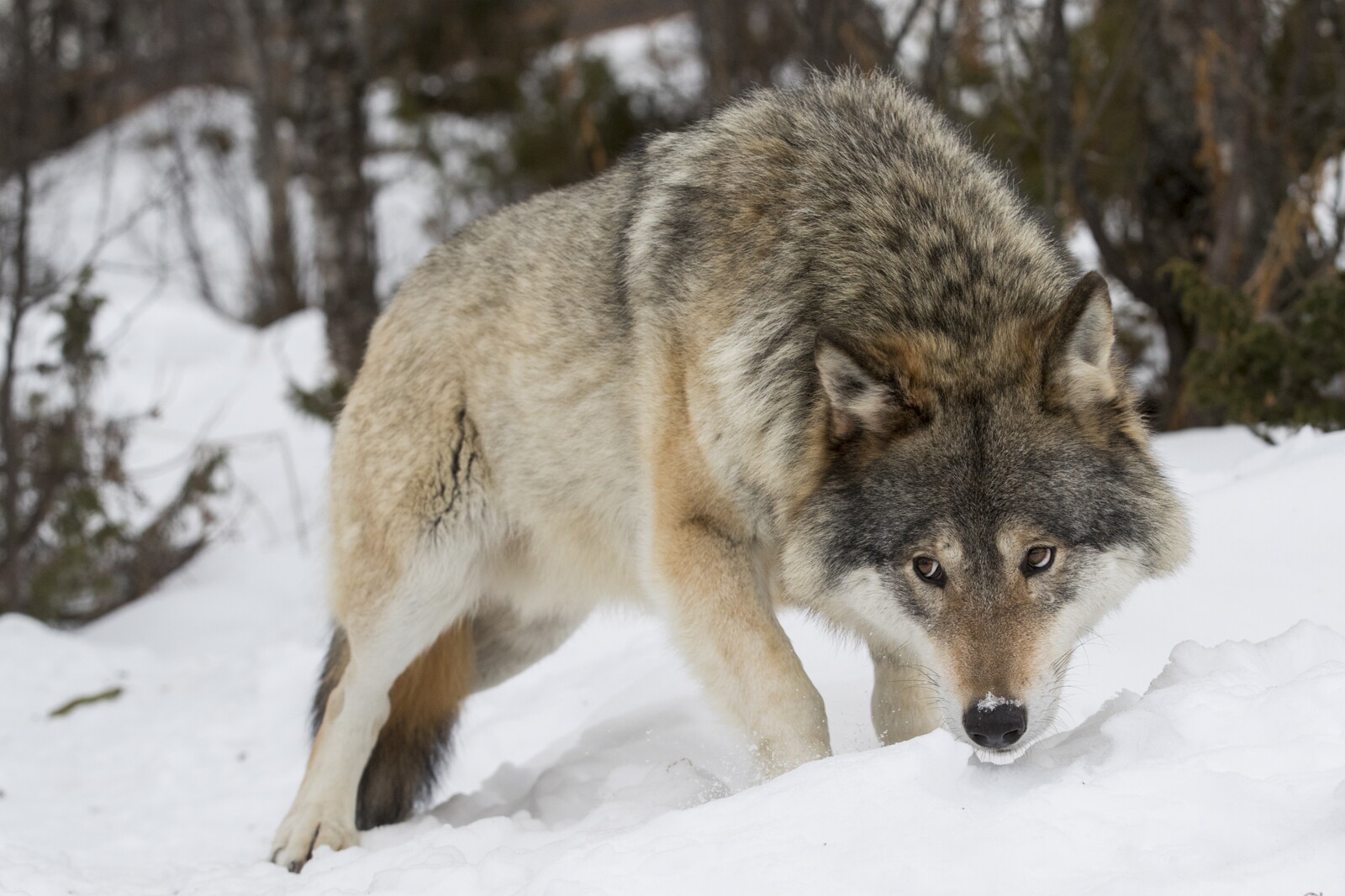 This year's wolf hunt cancelled - 25 animals shot