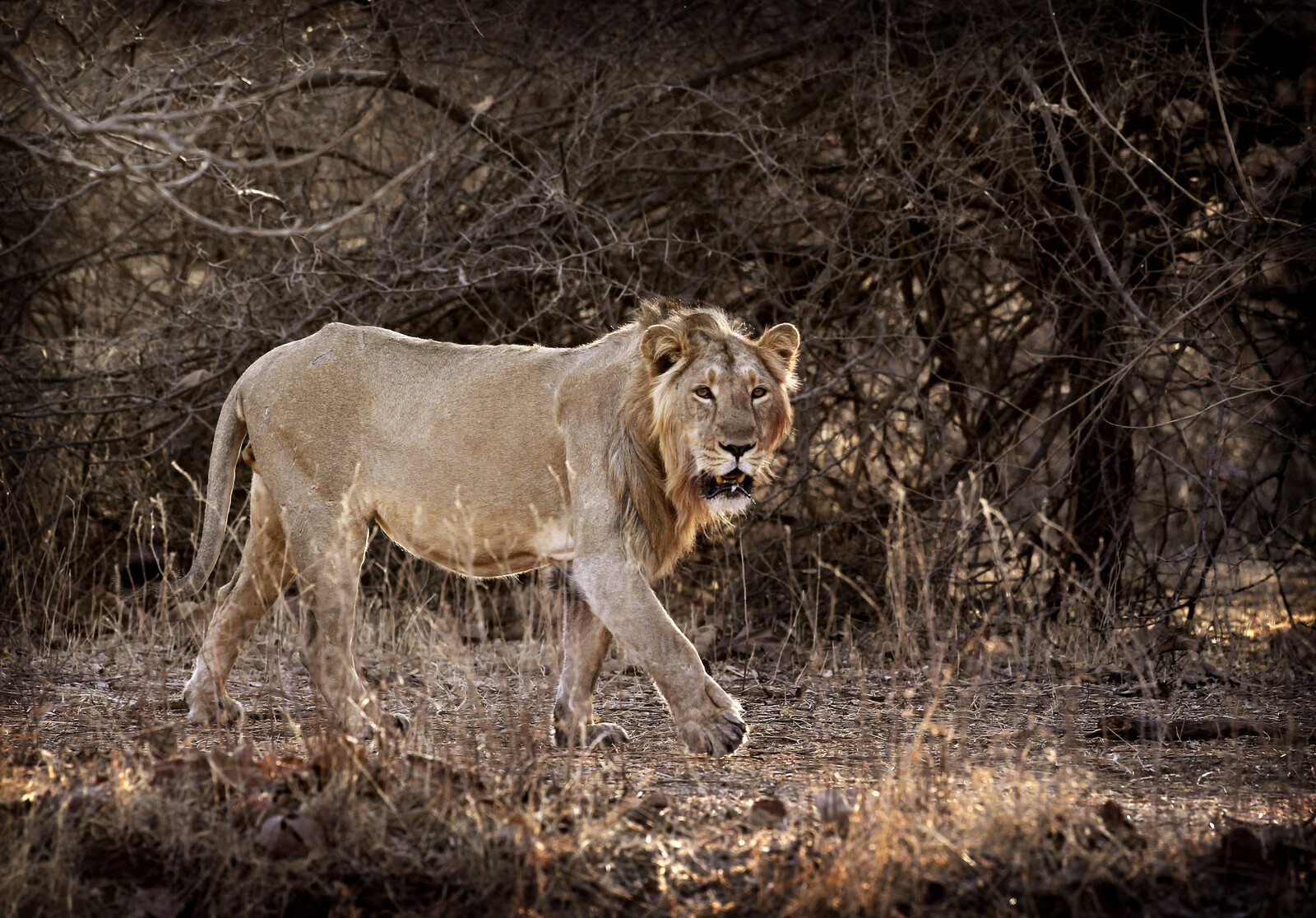Escaped Pet Lion Attacks Woman