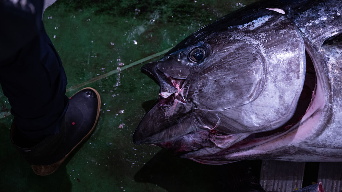216-kilo bluefin tuna sold for 56,160 kronor at Gothenburg auction