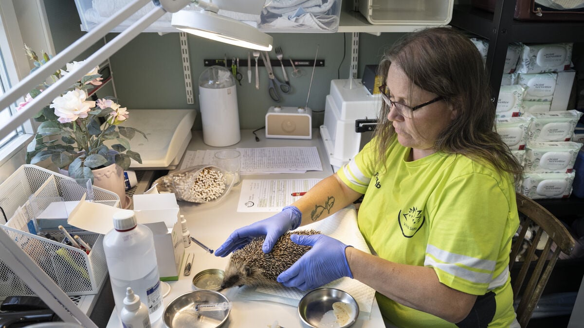Hedgehogs face deadly threats from lawnmowers, traffic and fly larvae as rehabilitators struggle to save them