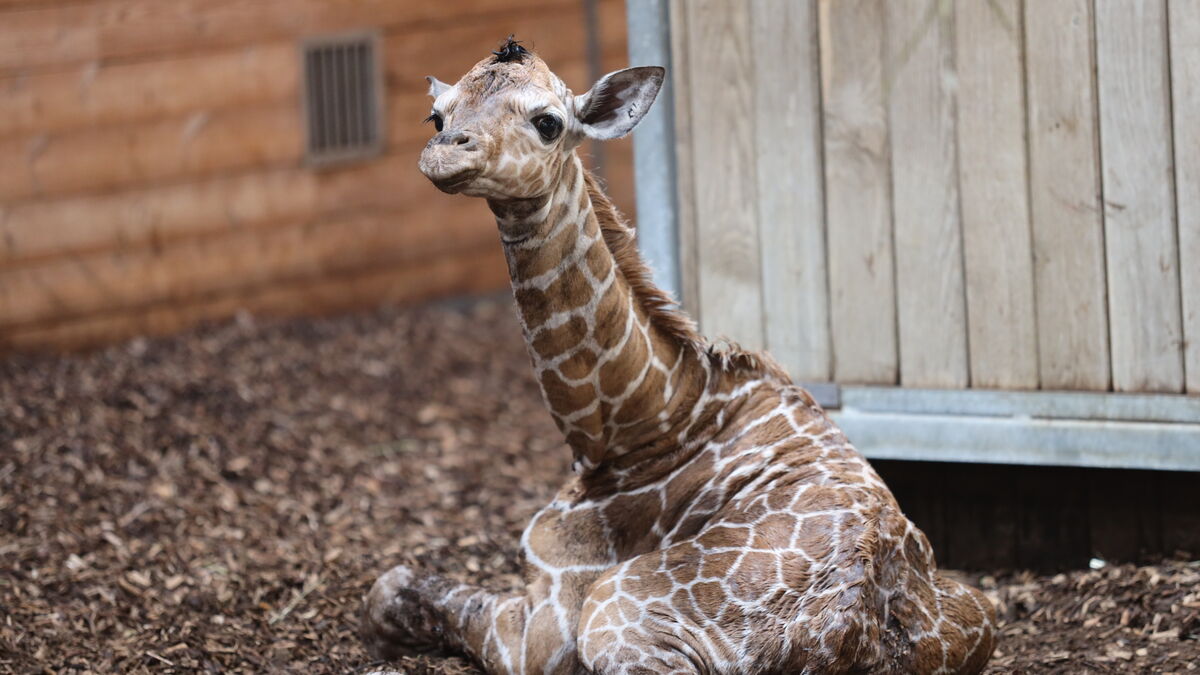 Giraffe calf born at Copenhagen