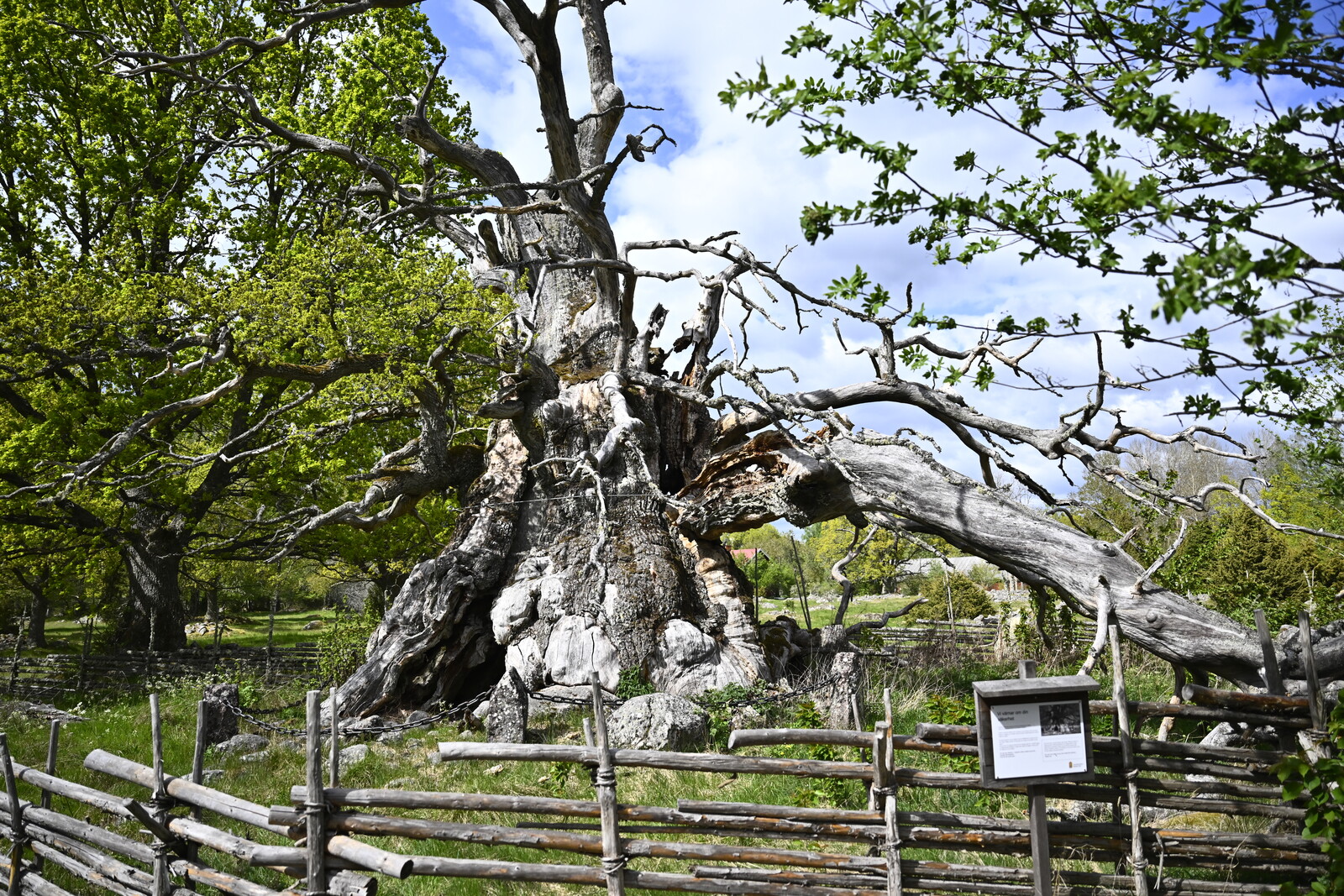 Efforts to Save Sweden's Oldest