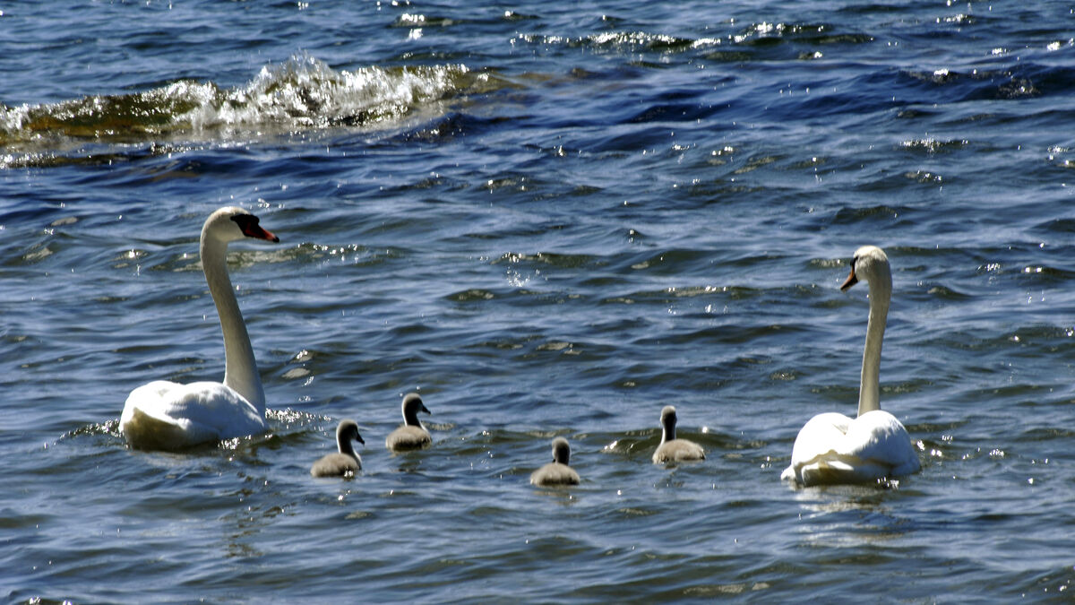 Police warn motorists about swan family on E4 at Tönnebro