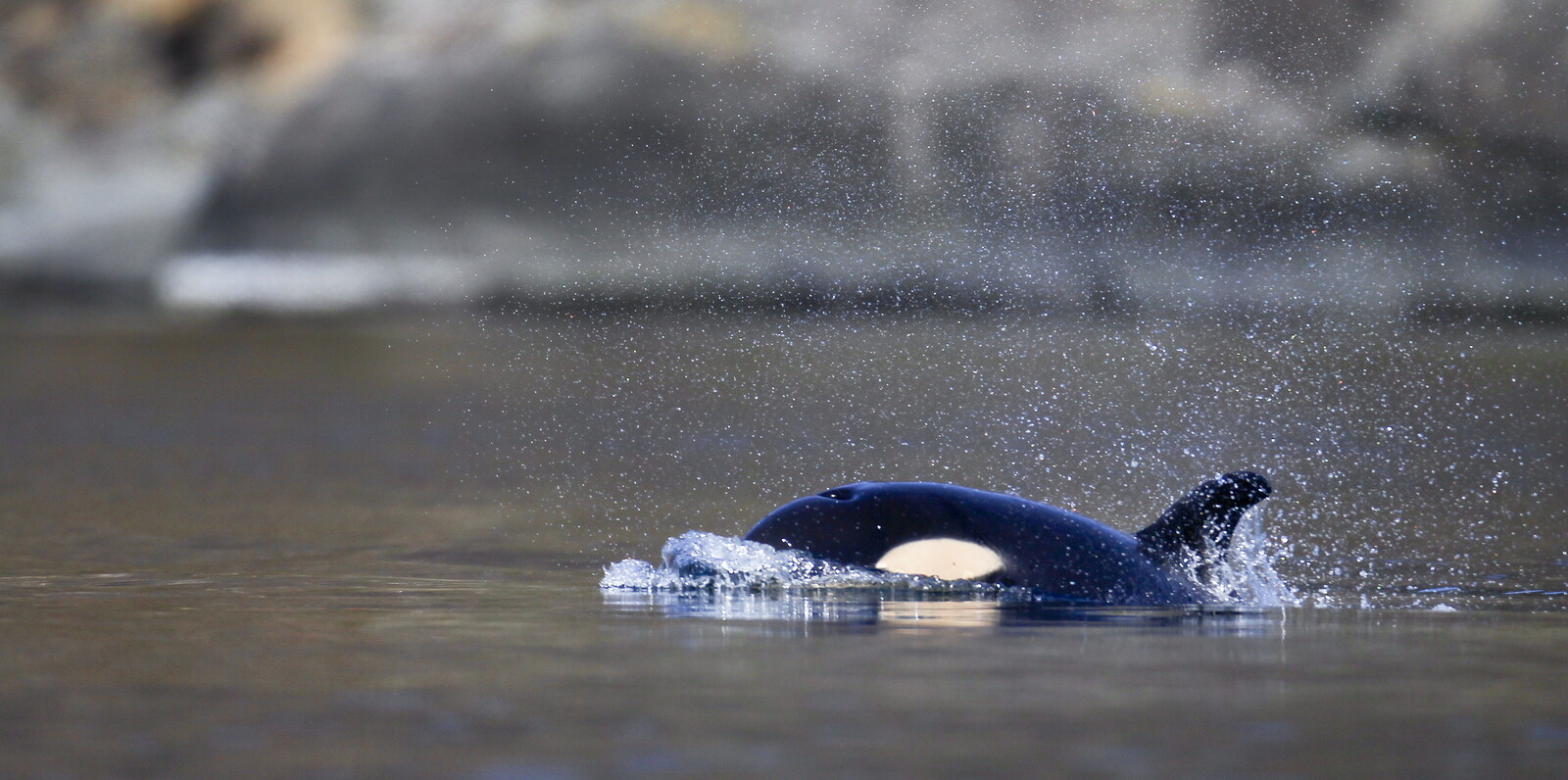 Six Orcas Spotted Near Orust: An Unforgettable Encounter