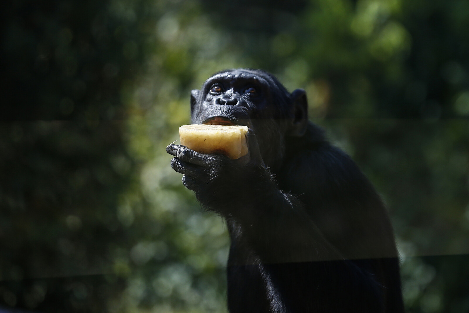 Chimpanzees Consume Alcohol Equivalent to