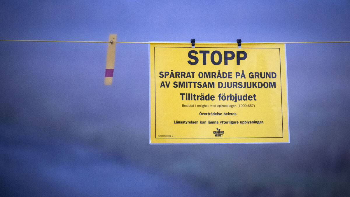 Bird Flu Season in Sweden