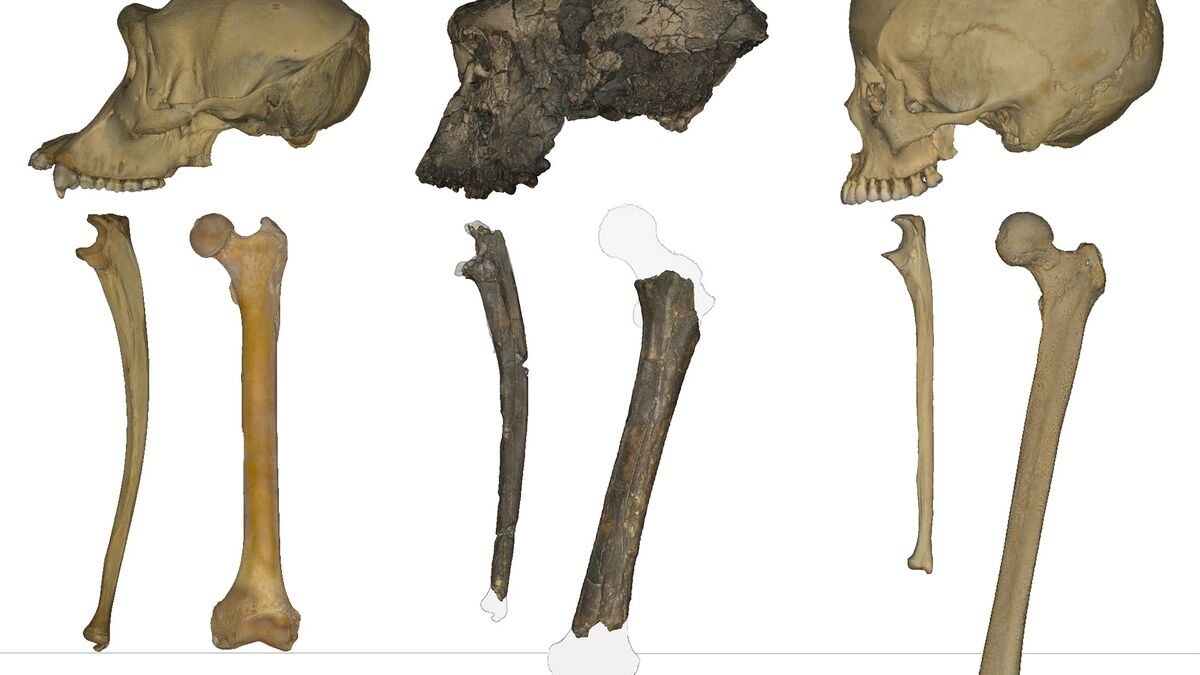 When our first two-legged ancestor