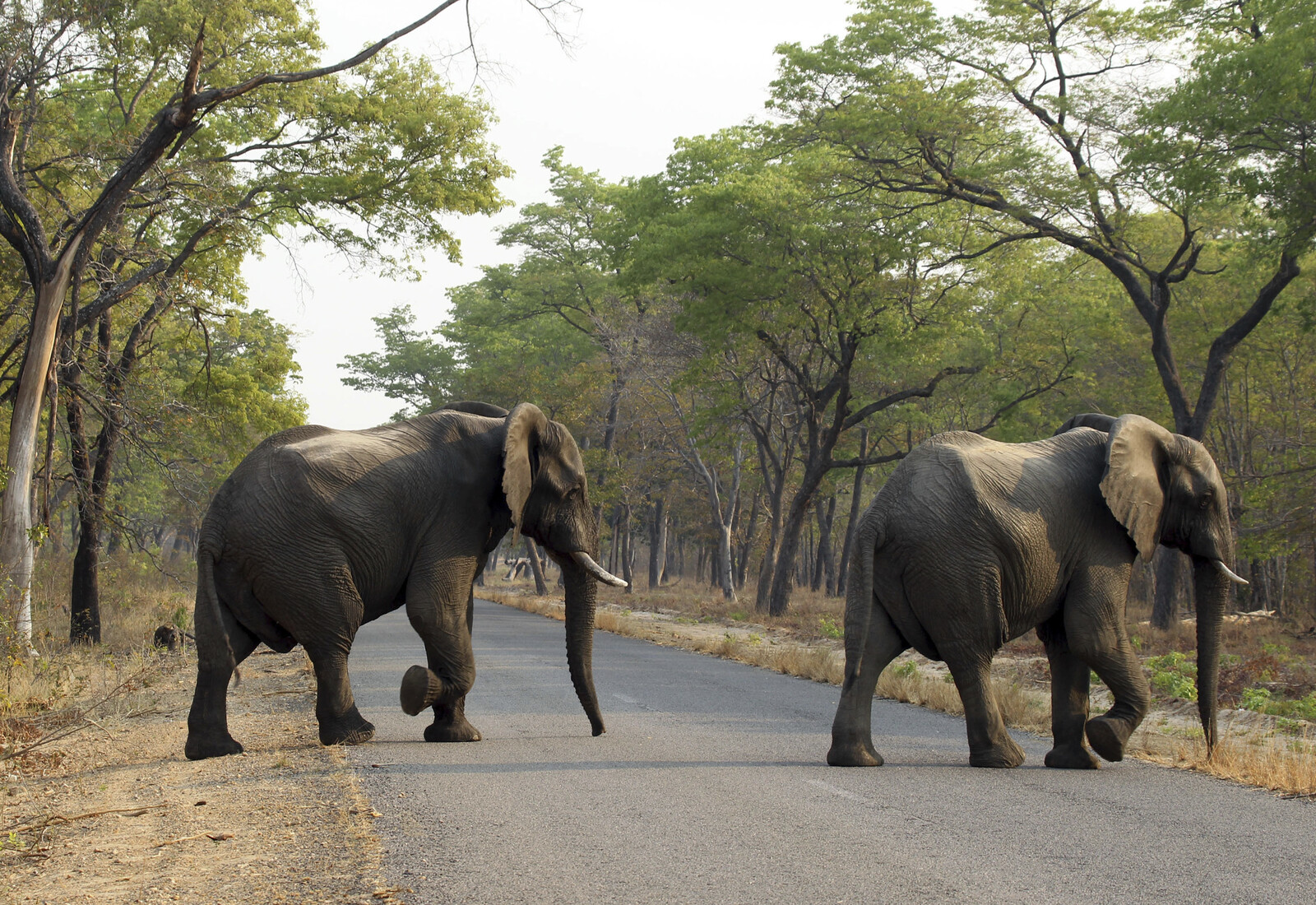 Zimbabwe to cull 200 elephants