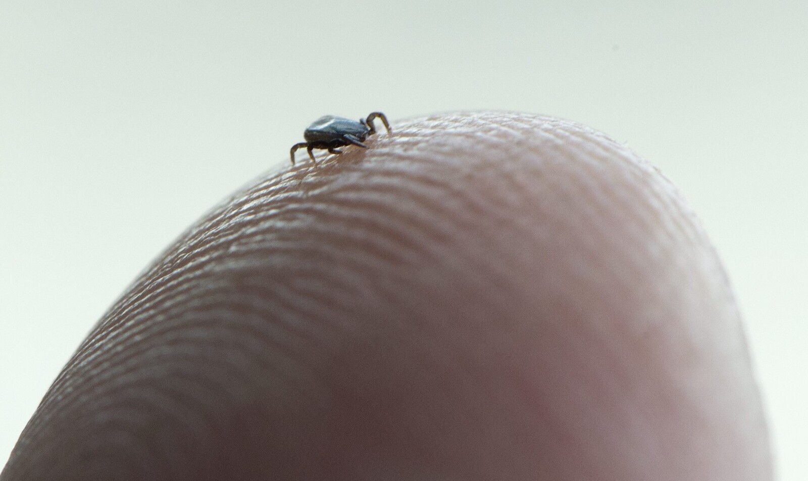 Ticks from Across Sweden Stored in Researchers' Freezers for Study