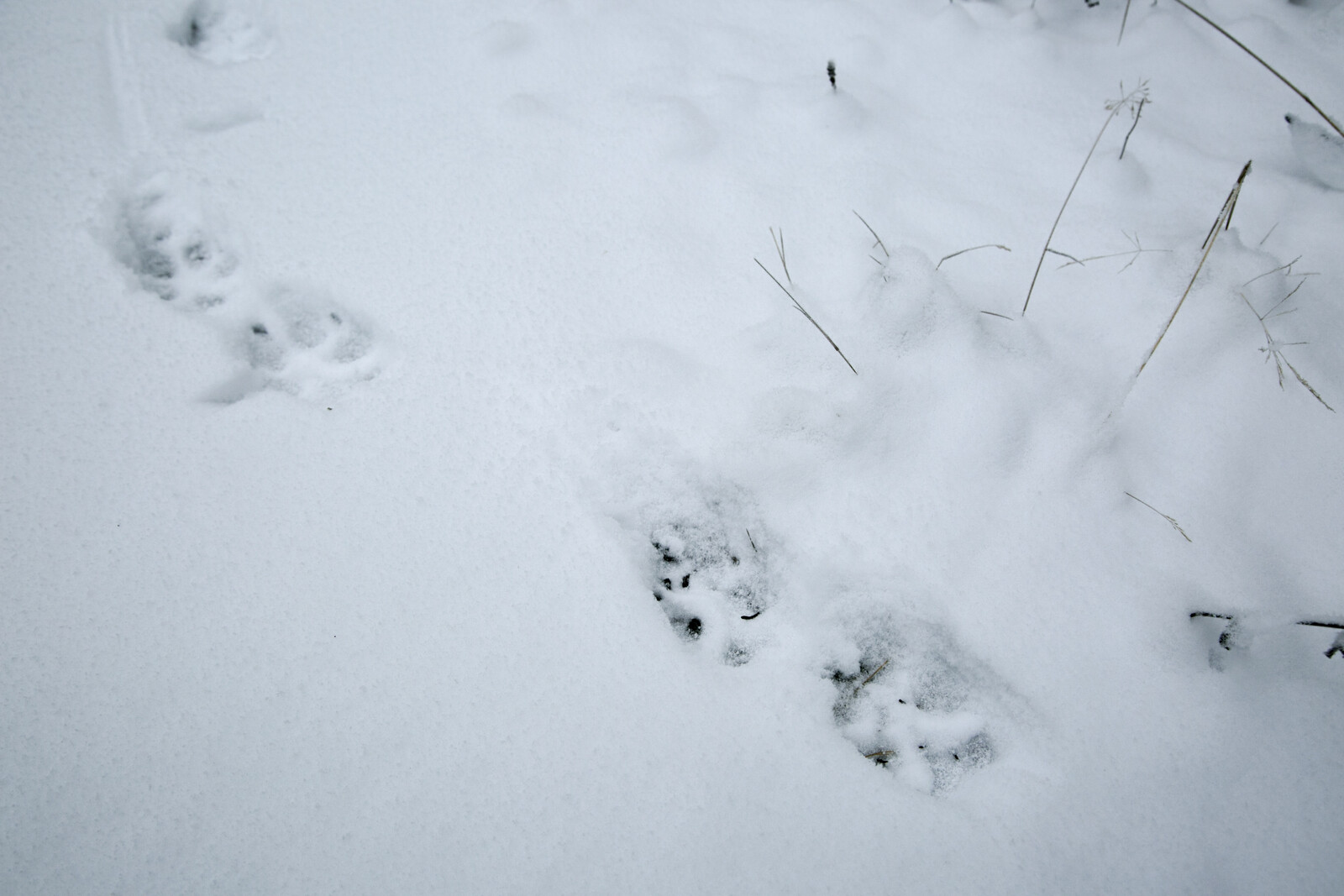 Wolf hunt concluded in three territories