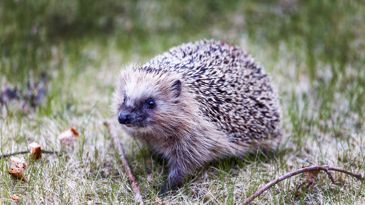 SVA wants your help with sick hedgehogs