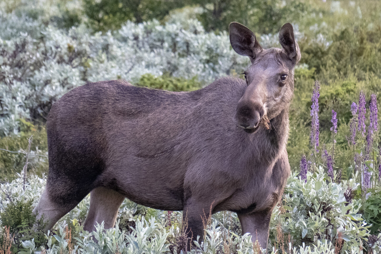 Lycksele to Serve Locally Sourced Elk Meat in Schools and Elderly Care