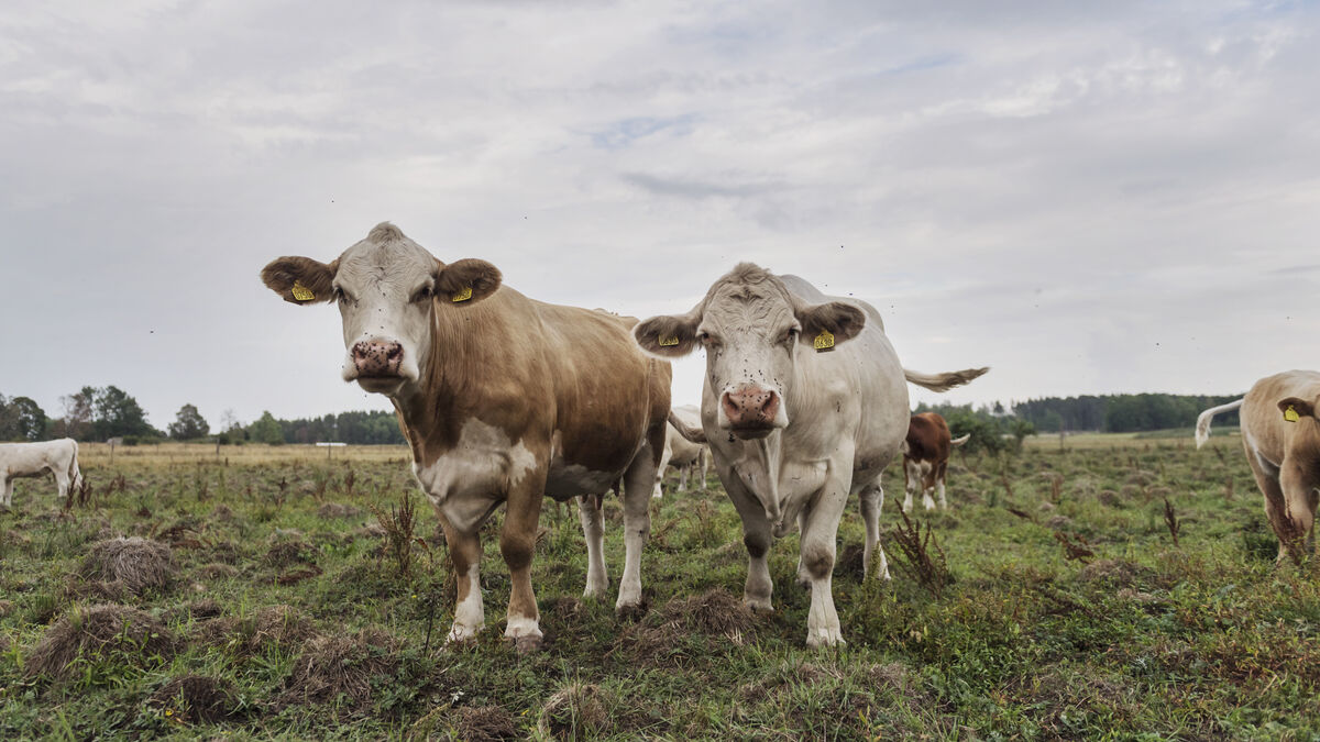 Farmer and Another Person Charged