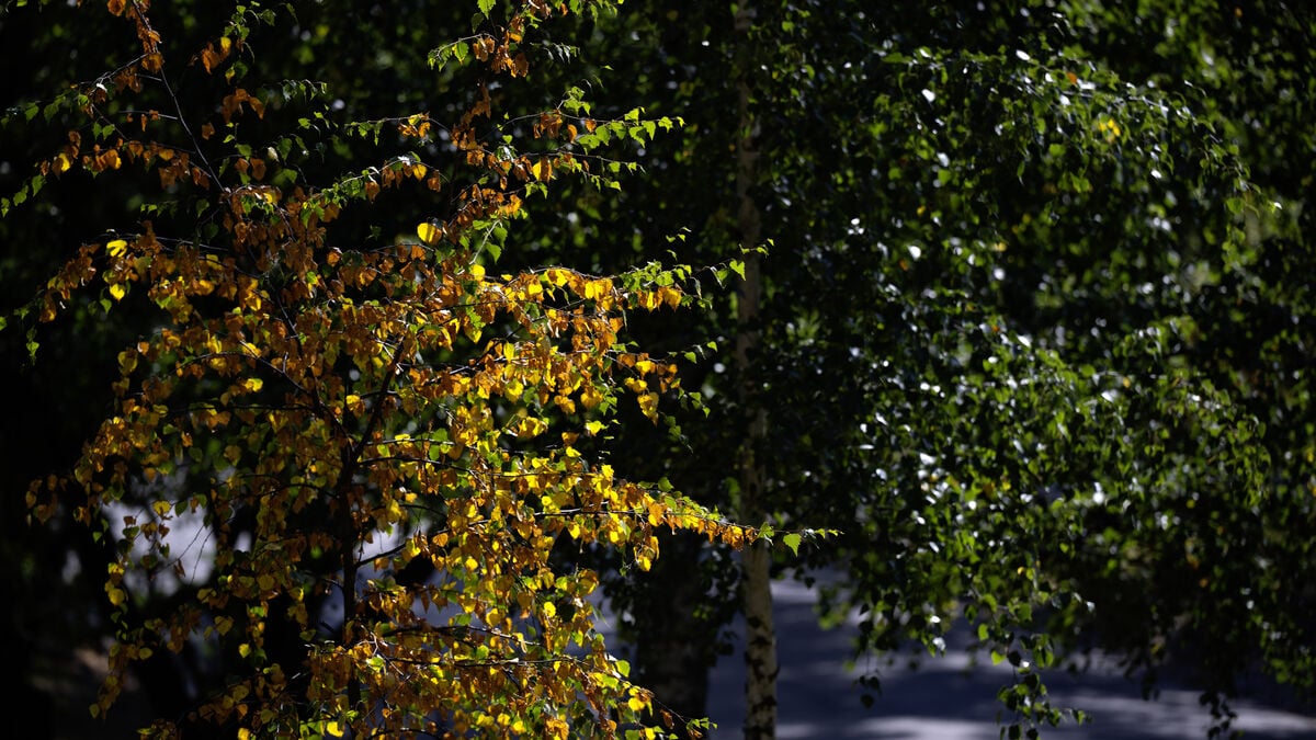 Why trees are turning autumn yellow already after the dry summer