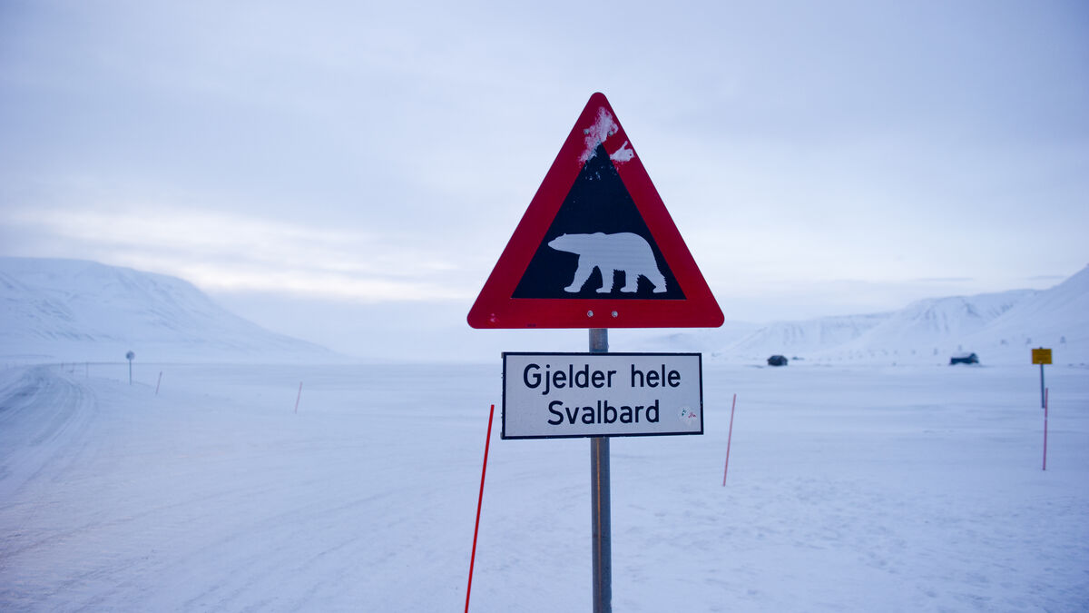 Dead polar bear in Svalbard