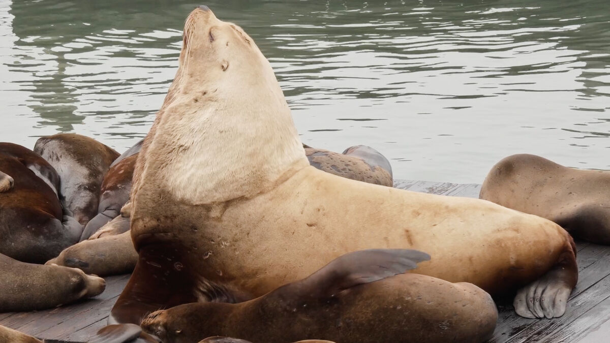 900-Pound Chonkers Shocks Tourists at