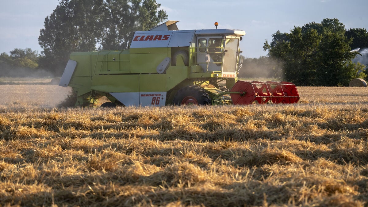 Swedish grain harvest expected to fall 9% to 5.9 million tons