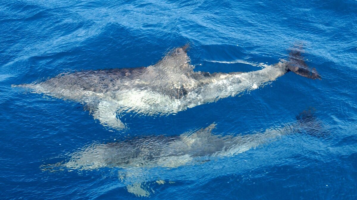 Dolphins in Copenhagen for the first time