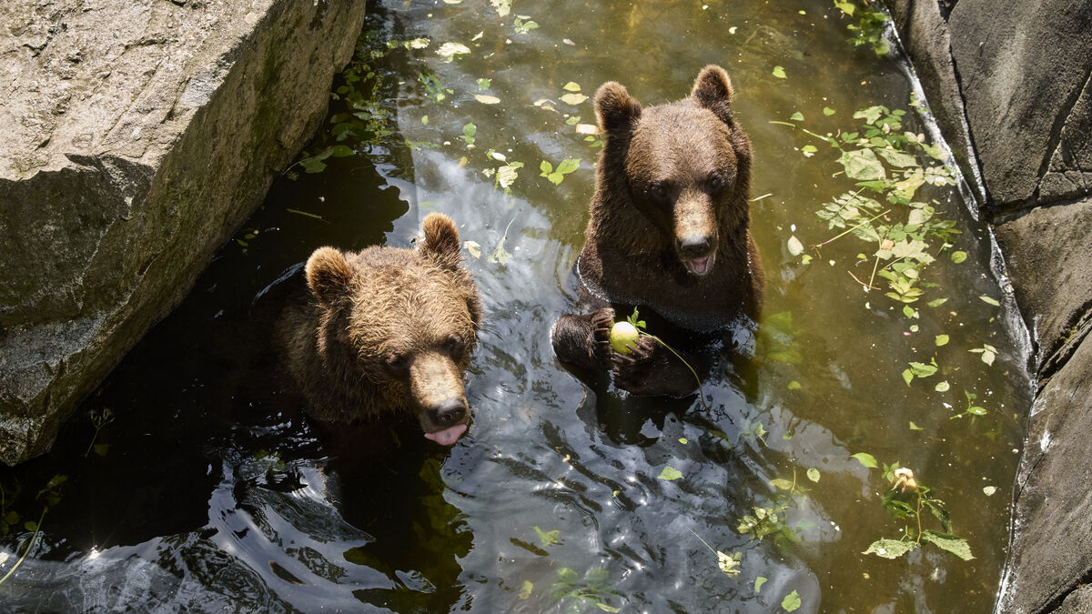 Zoo animals cool off with baths, shade and frozen treats in the heat