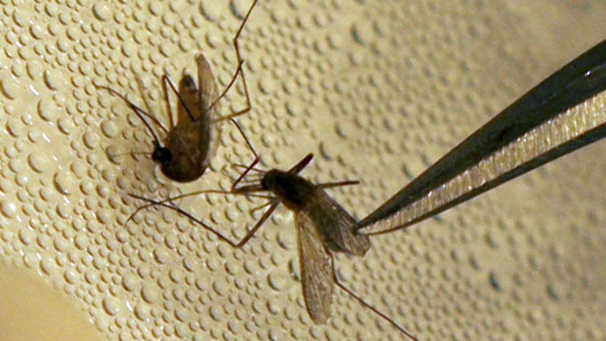 West Nile virus discovered in Danish horses